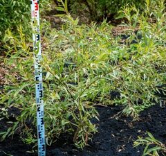 Ива "Фантазия" 