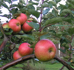 Яблоня 'Ambassy'