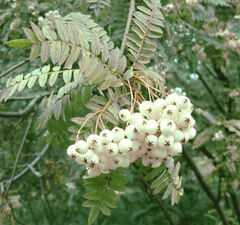 Рябина обыкновенная 'Kene'