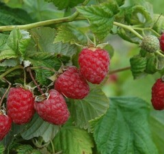 Малина ремонтантная "Солнышко"