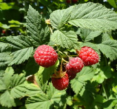 Малина "Вислуха"