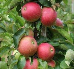 Яблоня колоновидная "Васюган" 
