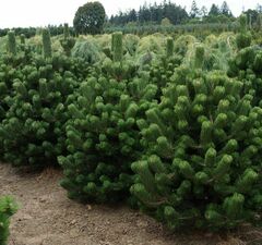 Сосна черная