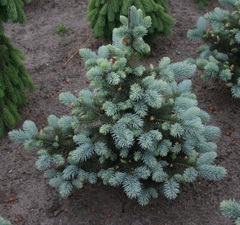 Ель колючая 'Baby Blue' 