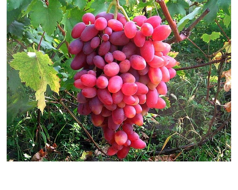 Сорт винограда юбилей Новочеркасска