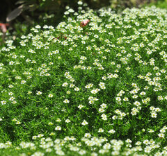 Мшанка шиловидная 'Green Moss'