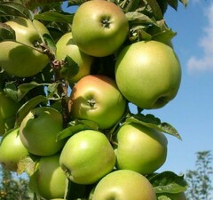 Яблоня колоновидная "Медок"