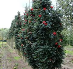 Рябина тюрингская 'Fastigiata'