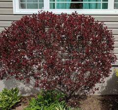 Слива декоративная 