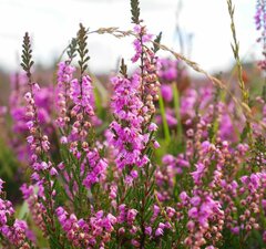 Вереск обыкновенный 