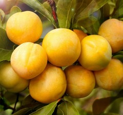 Слива домашняя "Желтая Самоплодная"