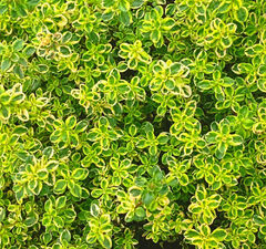 Тимьян лимоннопахнущий