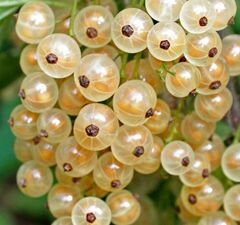 Смородина белая 'Viksne'