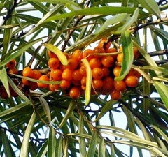 Облепиха "Алей" муж