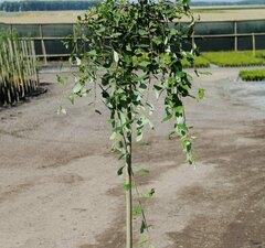 Ива козья 'Kilmarnock'