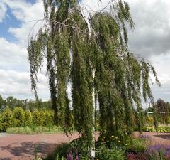 Береза обыкновенная 'Laciniata' 