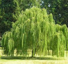 Ива "Пущино"