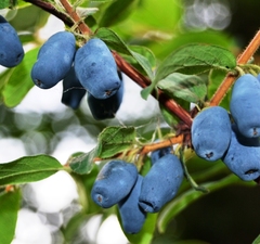 Жимолость съедобная "Герда"