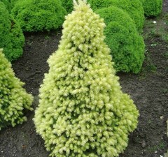 Ель канадская 'Daisy's White'