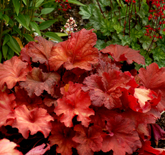 Гейхера 'Rio' 