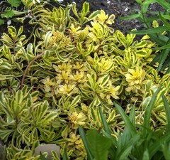 Седум миддендорфа 'Variegata'