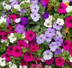 Петуния "Микс"