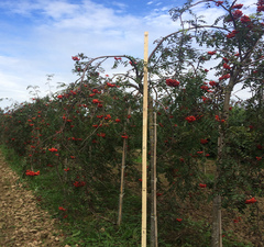 Рябина обыкновенная 'Pendula'