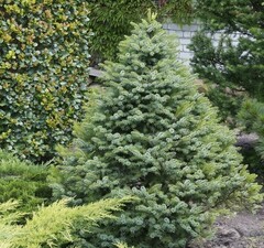 Ель сербская 'Nana' 