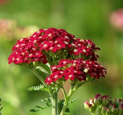 Тысячелистник парковый 'New Vintage Red'