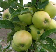 Яблоня "Муцу"