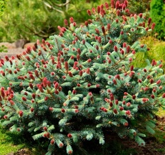 Ель колючая 'Lucky Strike' 