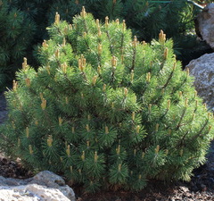 Сосна горная 'Green Ball'