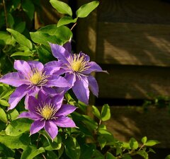 Клематис 