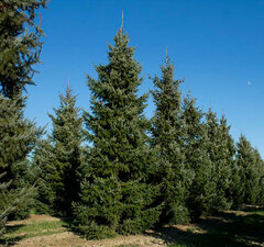 Ель сербская 'Omorica'