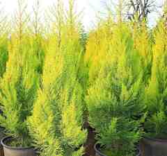 Кипарис лимонник 