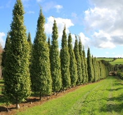 Дуб черешчатый 'Fastigiata' 