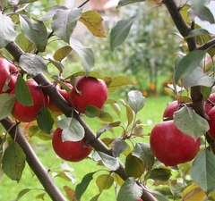 Яблоня красномякотная "Эра" 
