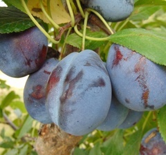 Слива "Венгерка-Золотая капля-Ненька"