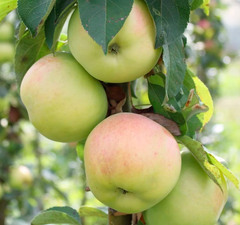 Яблоня колоновидная "Президент" 