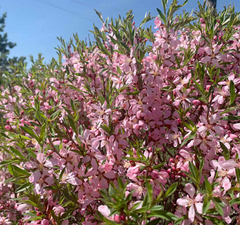 Миндаль степной