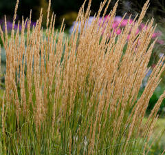 Вейник остроцветковый