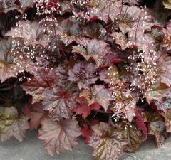 Гейхера мелкоцветковая 'Schusta Daisy'