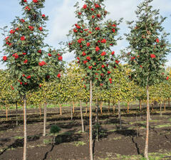 Рябина обыкновенная 'Sheerwater Seedling'