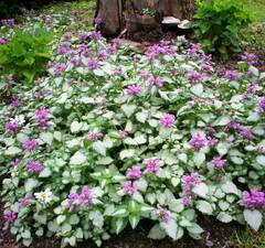 Яснотка пятнистая 'Purple Dragon'