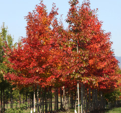 Клен красный 'Rubra' 