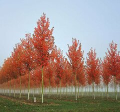 Клен красный 'October Glory' 