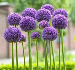 Лук декоративный