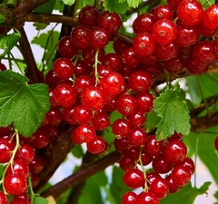 Смородина красная