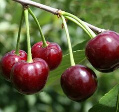 Вишня плодовая "Жуковская" 