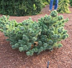 Сосна густоцветковая 'Negishi'